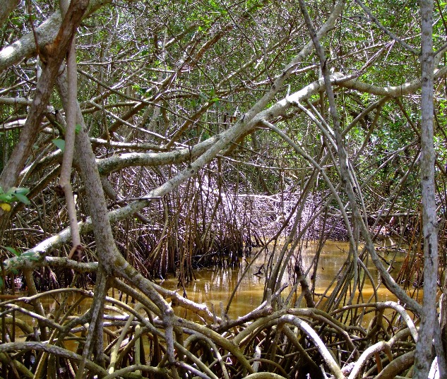 Mangrove Swamps, Mangroves | Swamp | Water | Forest | Florida | Tree | Nature