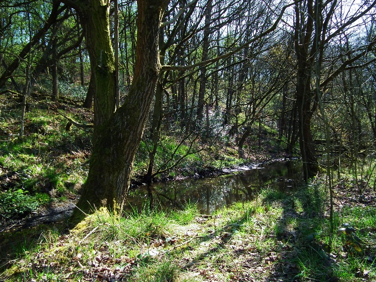 Woodland Walk, Wood | Tree | Path | Earth | Leaves | Green | Shrub | Nature