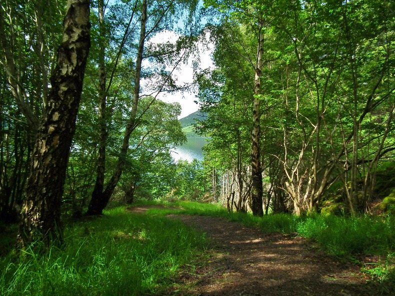 Forest Path To Loch Ness