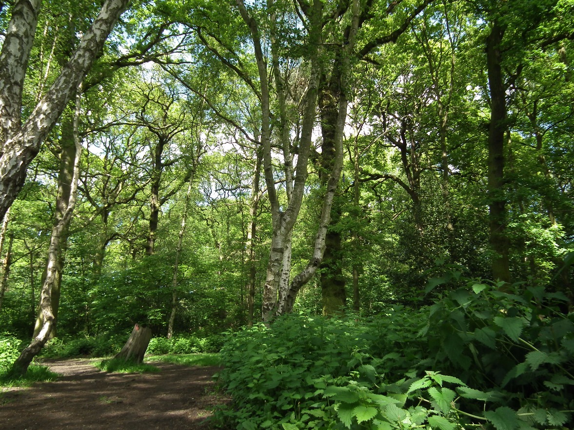 Green Tranquil Woods