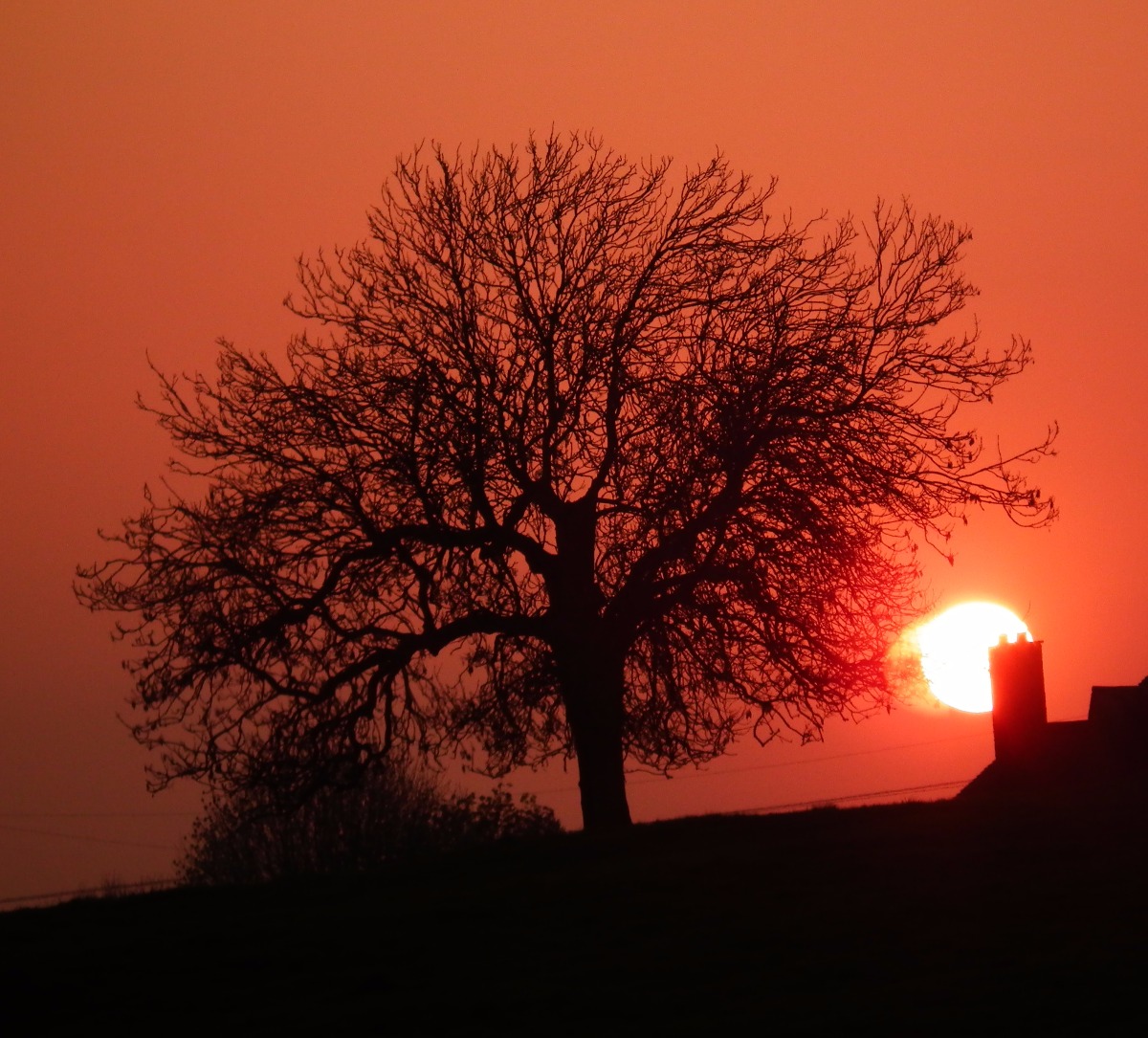 Orange sunset - Scenery, Nature | Tree | Sky | Sun | Sunlight | Sunset | Black | Dusk