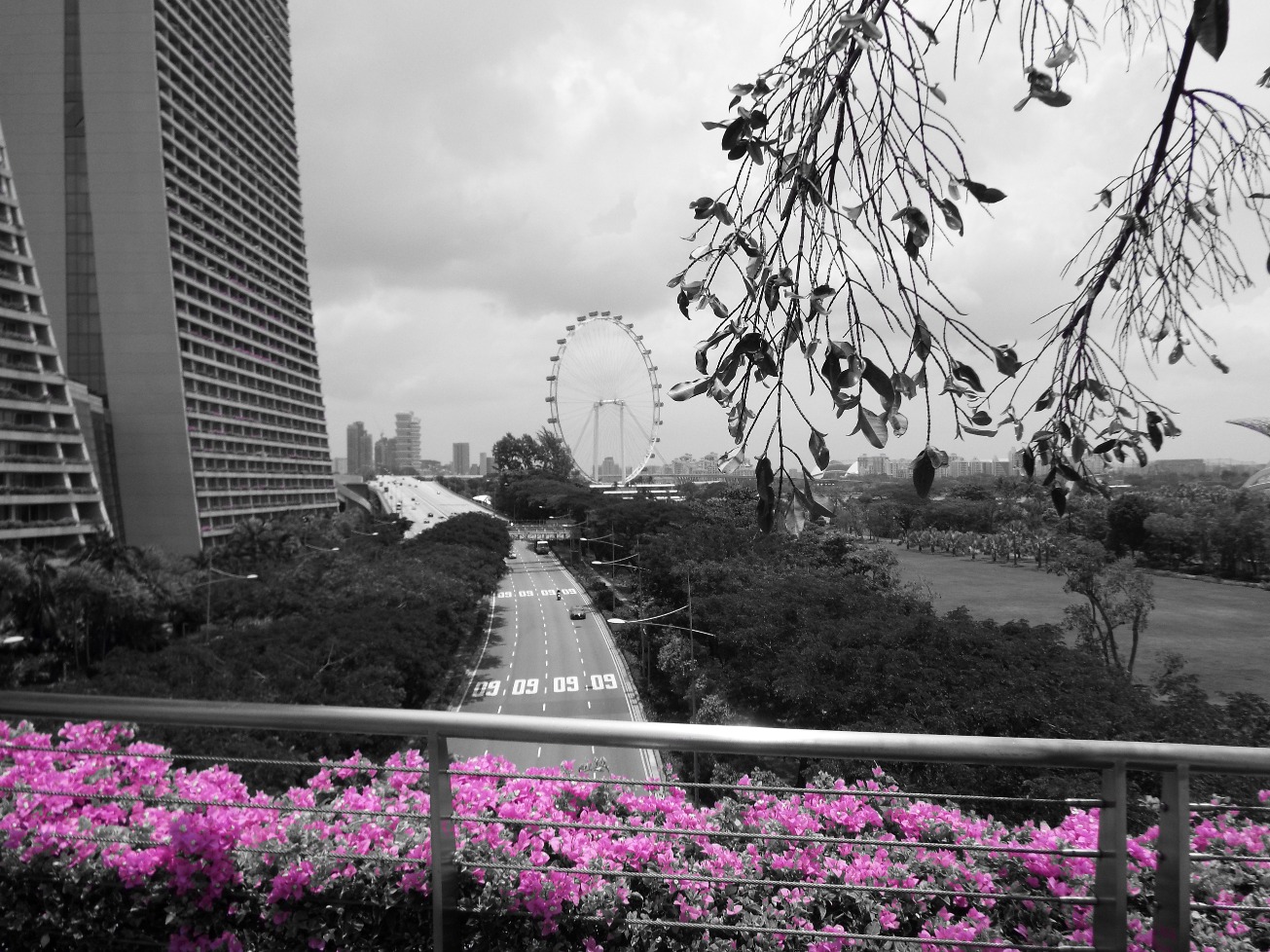 Blooms In Pink - Scenery, Scenery | Scent | Scented | City | Travel | Black and White | Black | Architecture | River | View | Road | Building | Tree