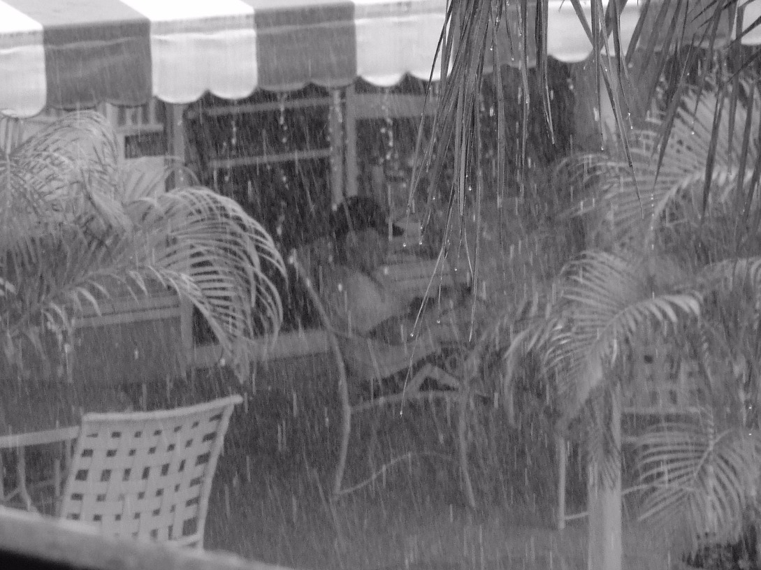 Heavy Rain Fall - Weather, Person | Rain | Water | Storm | Tree | Weather | Shelter | Florida | Season