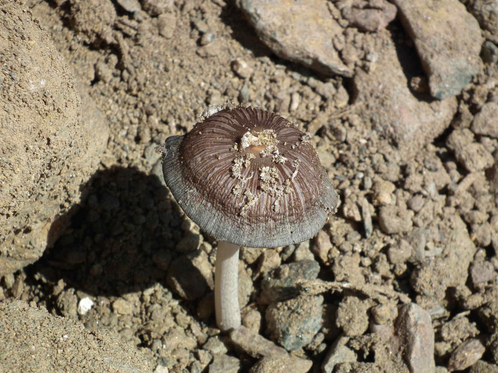 Fungus, Toadstool | Mushroom | Fungus | Earth | Object