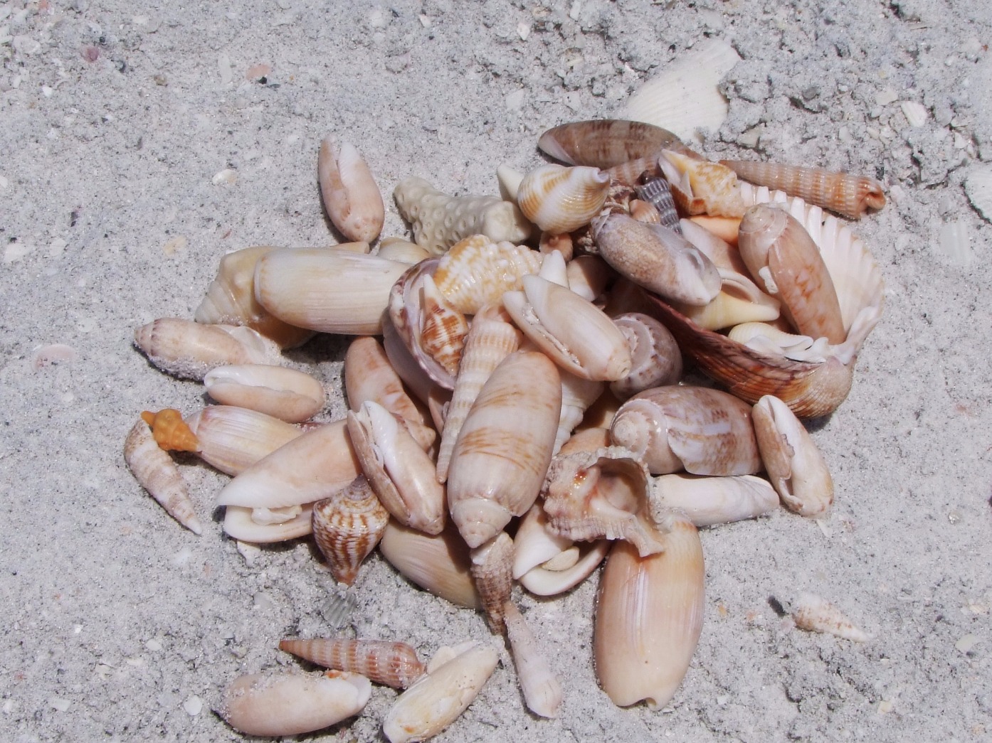 Sea Shells - Objects, Sea | Beach | Shell | Sand | Summer