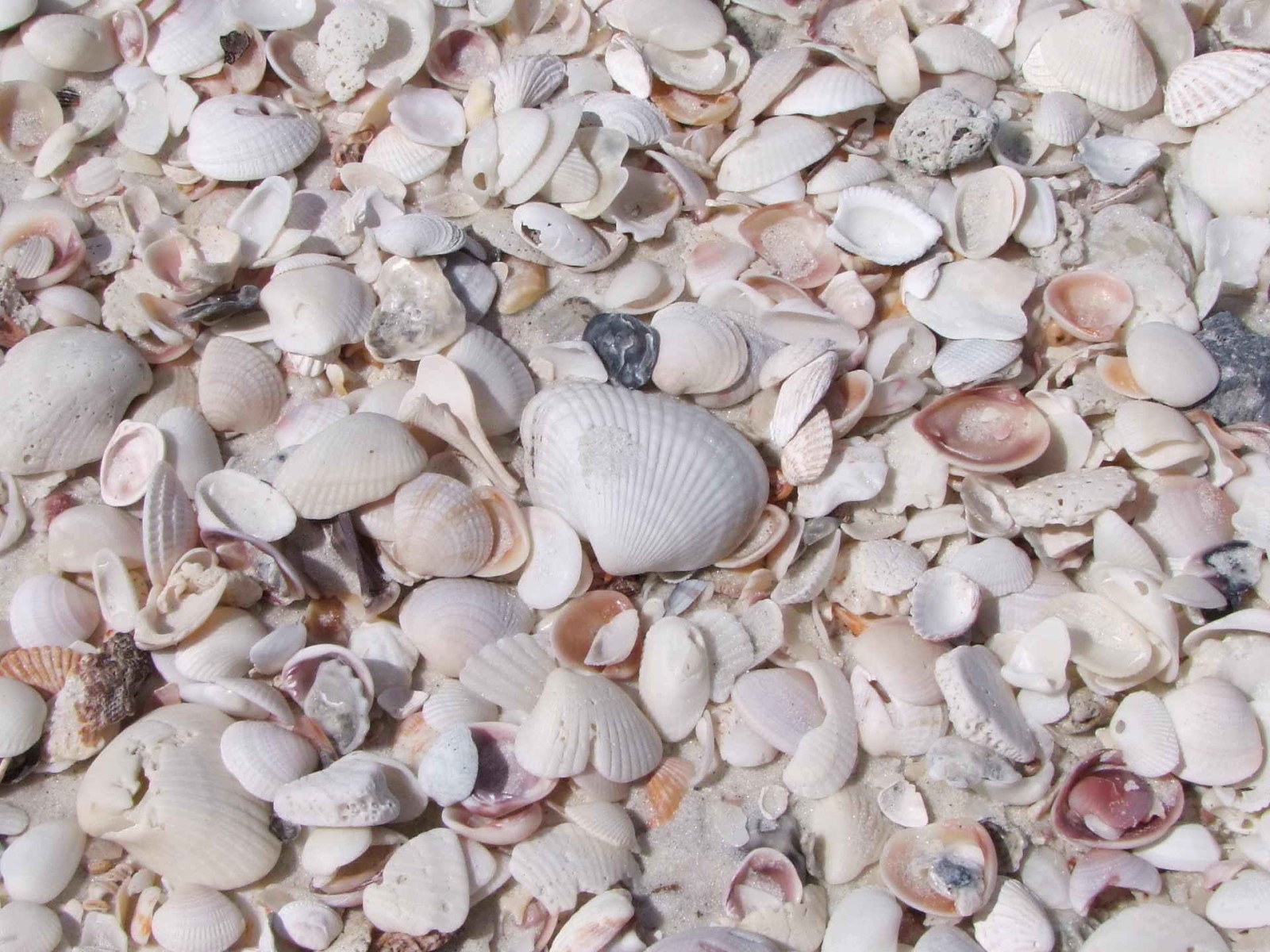 Seashells, Sea | Shell | Sand | Beach | White | Object