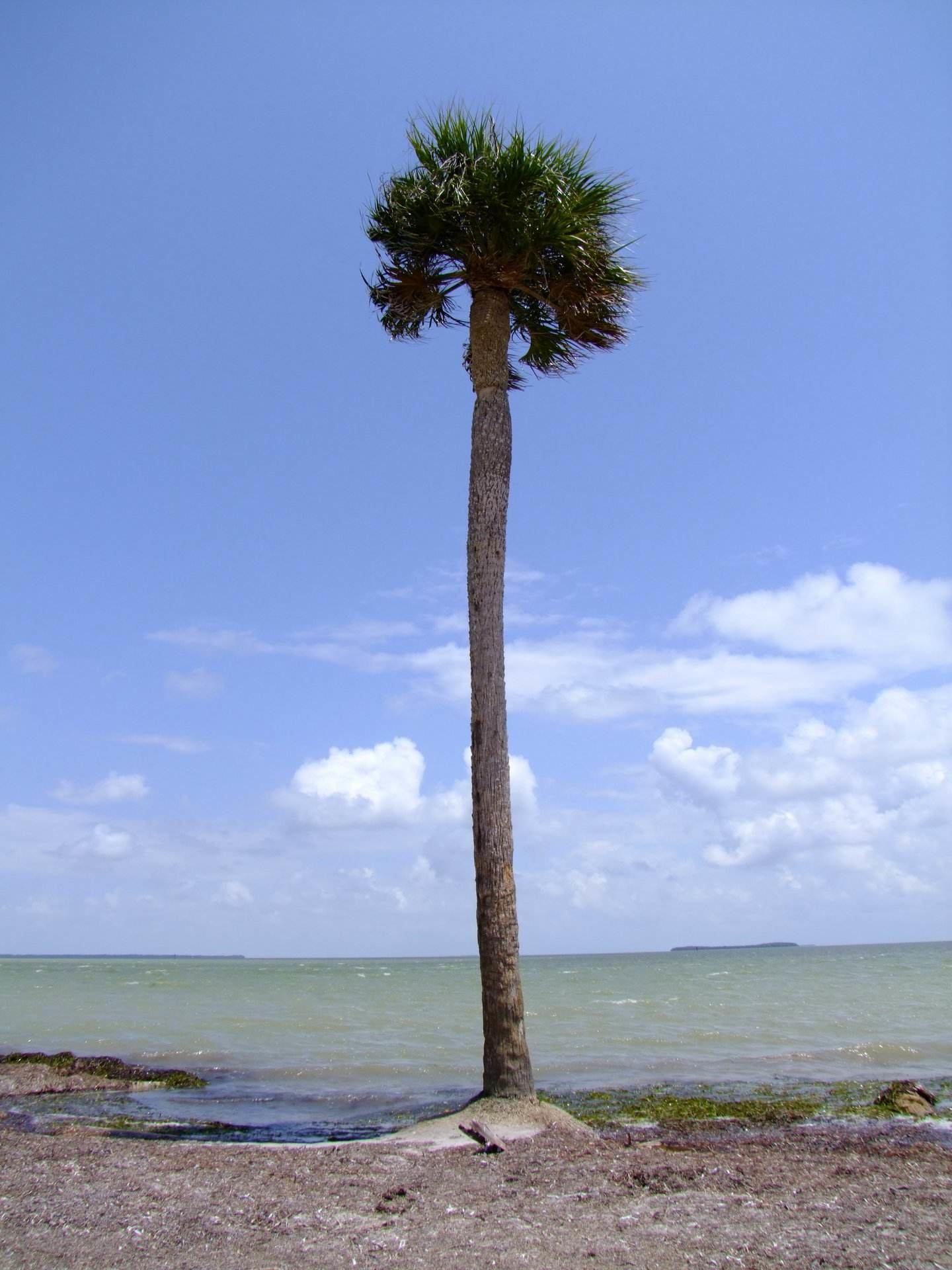 Mexican Fan Palm - Objects, Tree | Palm | Sky | Ocean | Sea | Blue | Florida