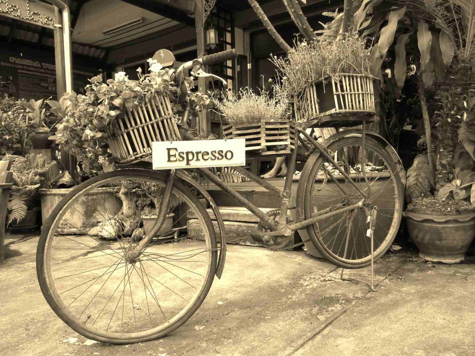 Espresso Bike, Coffee | Bike | Object | Scenery | Wheel | Plant