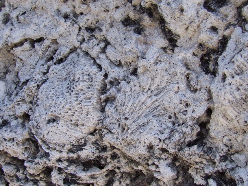 Fossil Brachiopods - Objects, Shell | Rock | Fossil | Sea | History
