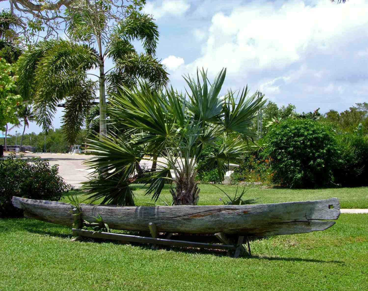 Native American Canoe, Object | Boat | Wood | Grass | Green | Transport | History | American
