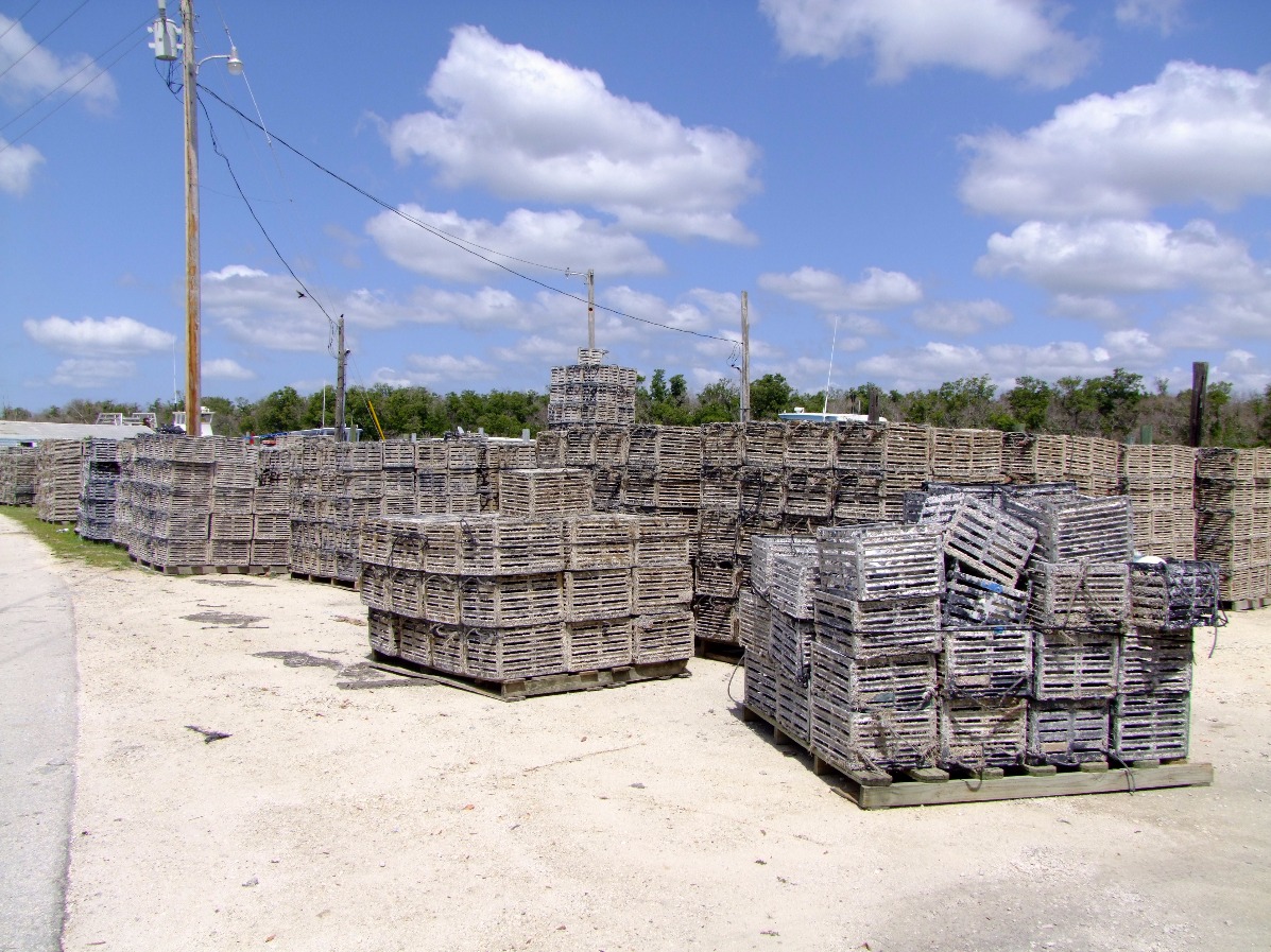 Stone Crabs Traps, Nets | Crab | Shellfish | Fishing | Florida | Food | Stone