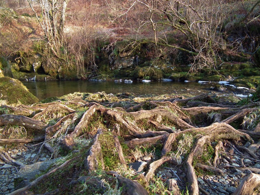 Surface Tree Roots, Tree | Water | Waterfall | Ullswater | Lake | Lake District | Nature | Winter