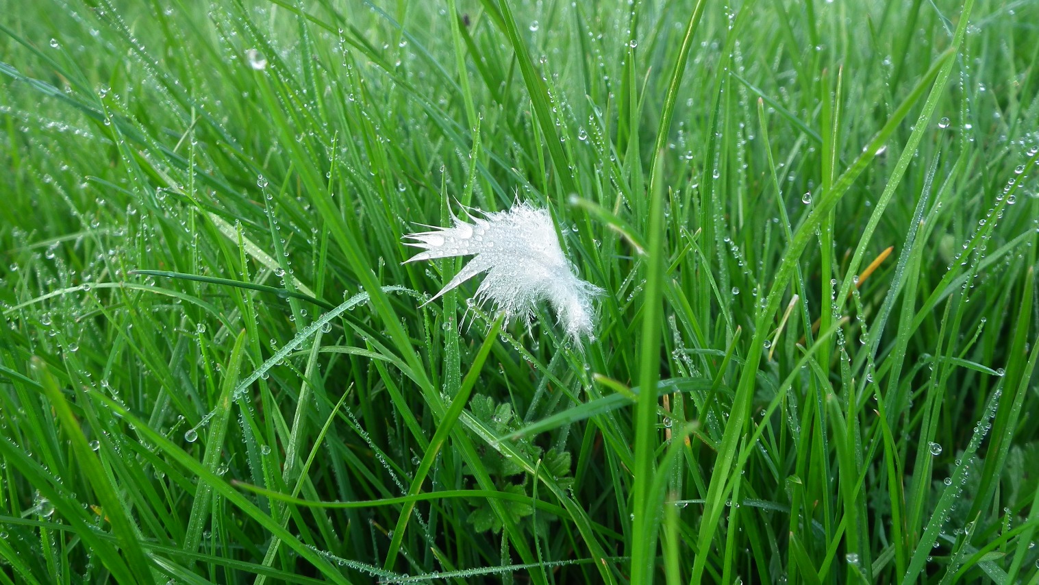 Free Feather, White | Green | Feather | Water | Dew | Grass | Bird | Birds | Object