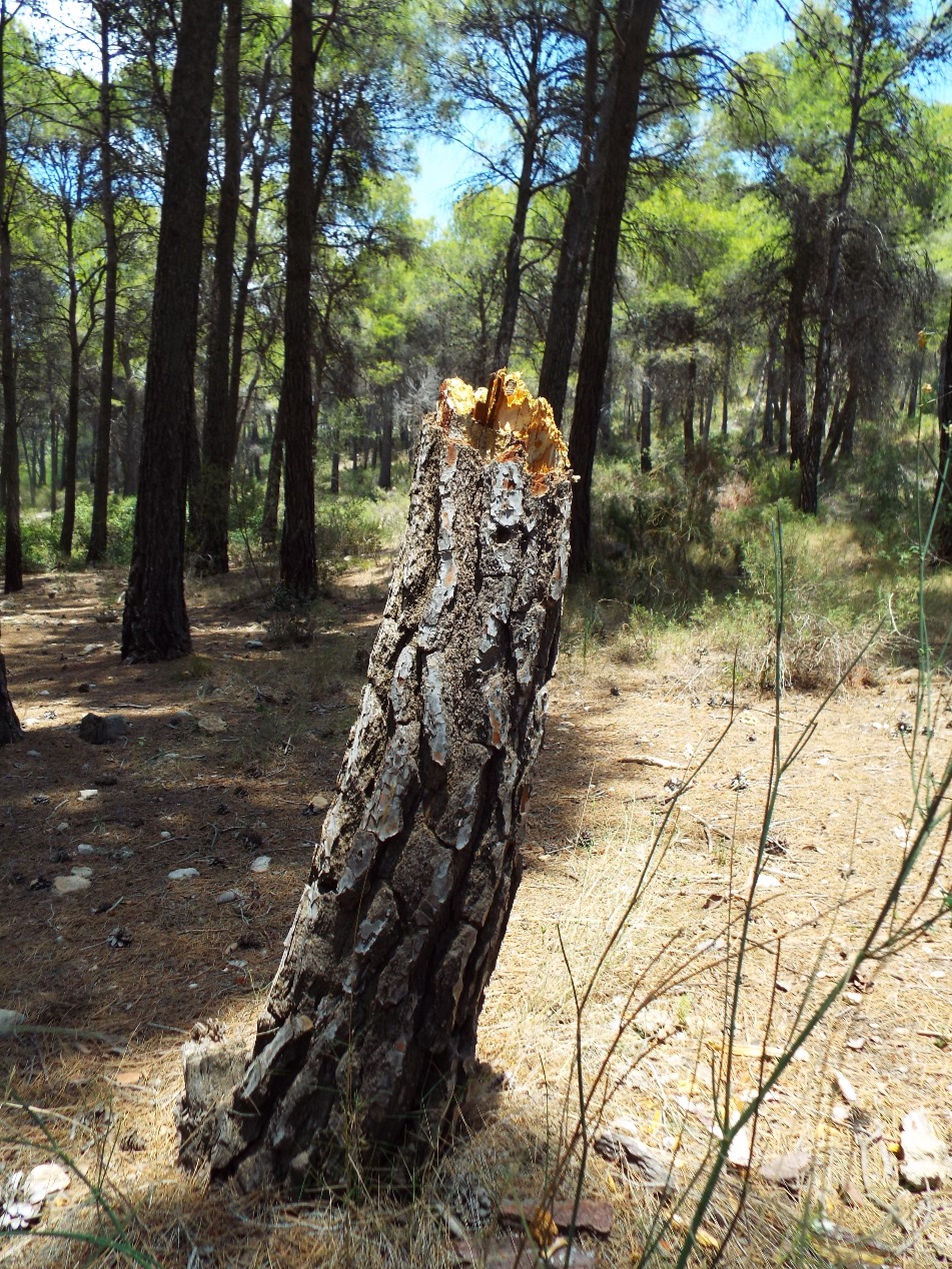 Snapped pine tree trunk