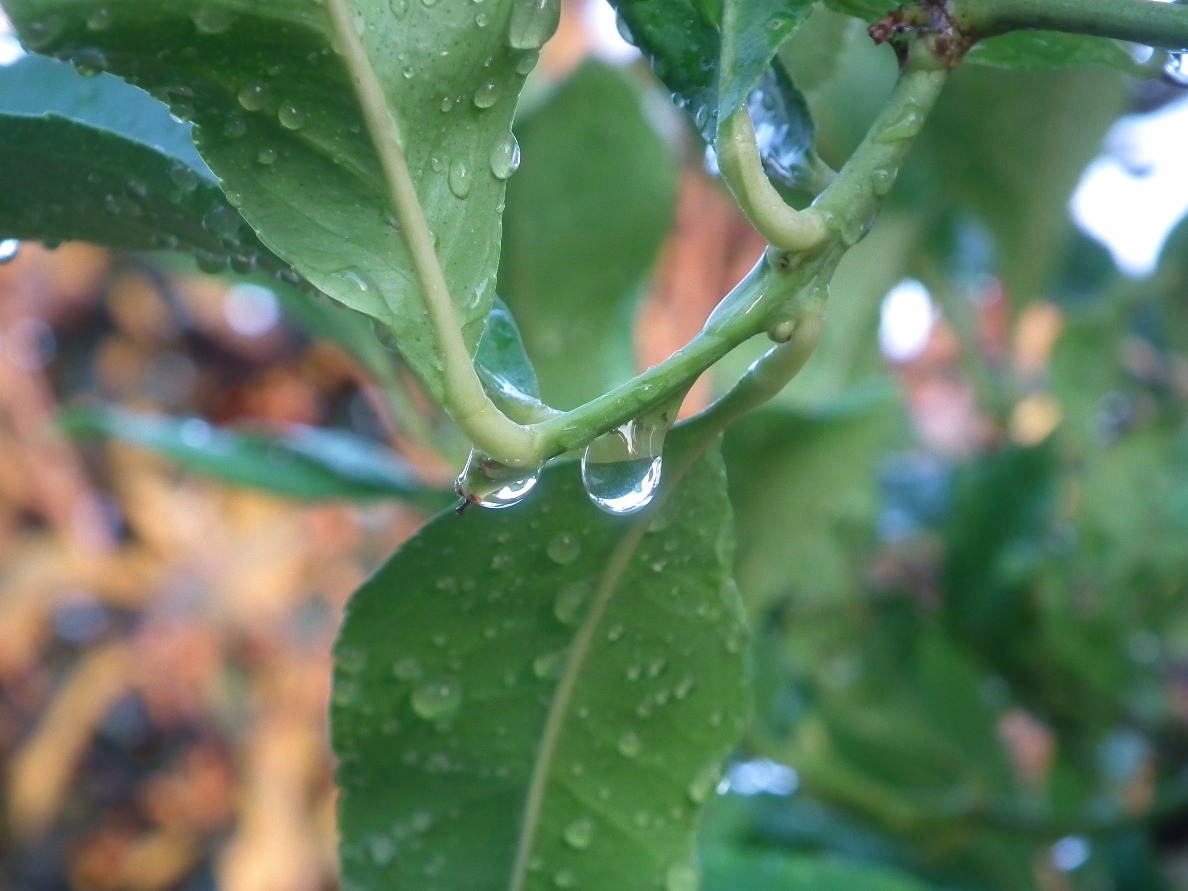 Raindrops, Water | Rain | Green | Plant | Liquid | Reflection | Season
