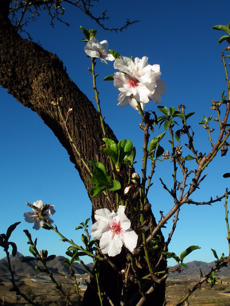 Winter Sweet Blossom  - Seasons, Tree | Winter | Spring | Flower | Sky | Blue | Sweet | Almond | Mediterranean | Mountain