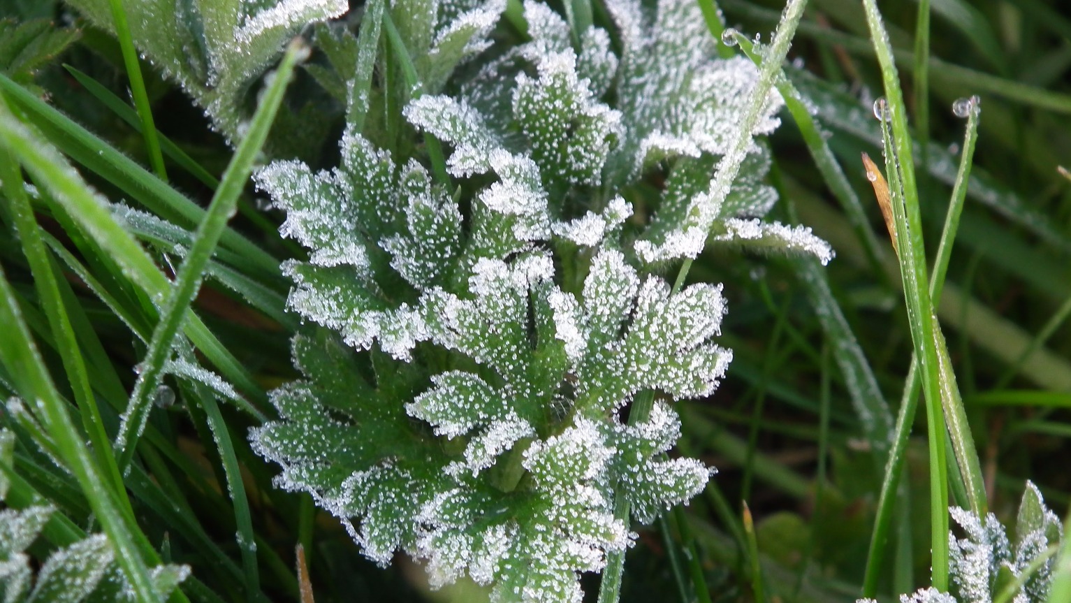 Morning Frost In Spring