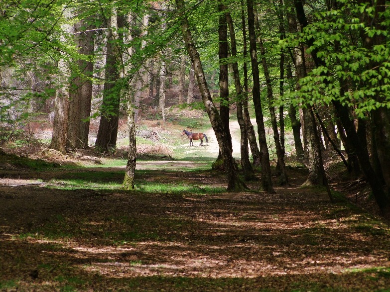 New Forest, Places | UK | Forest | Pony | Horse | Tree | Green | Scenery