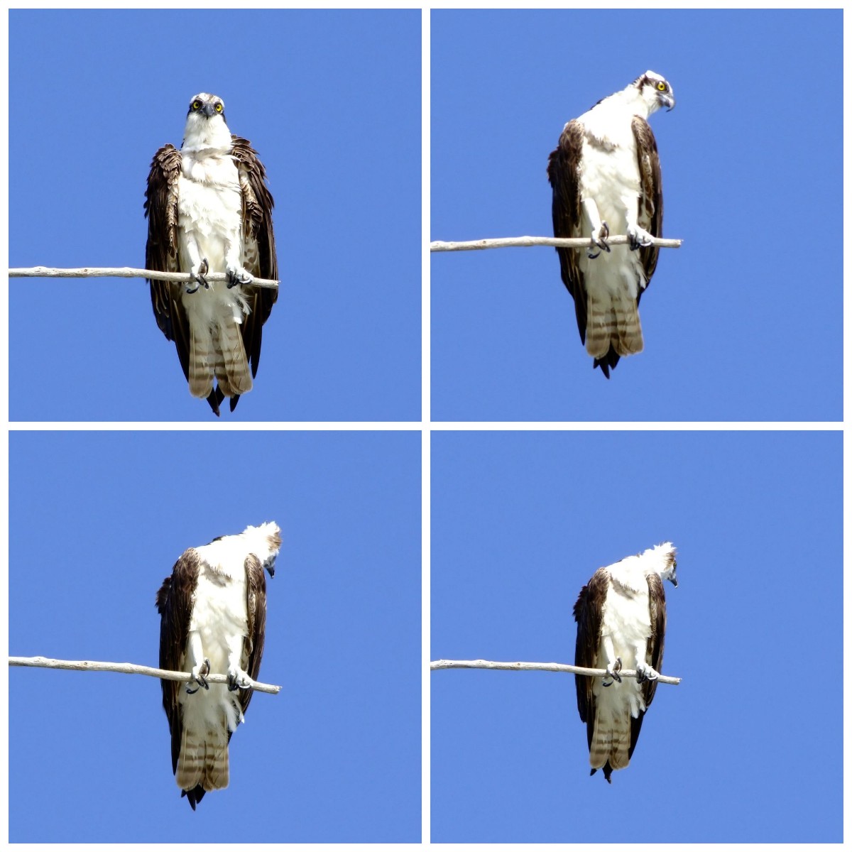 Hawk eye Osprey, Fish | Fishing | Bird | Birds | Osprey | Wing | Winged | Hunter | Florida | Beach | Tree | Wood