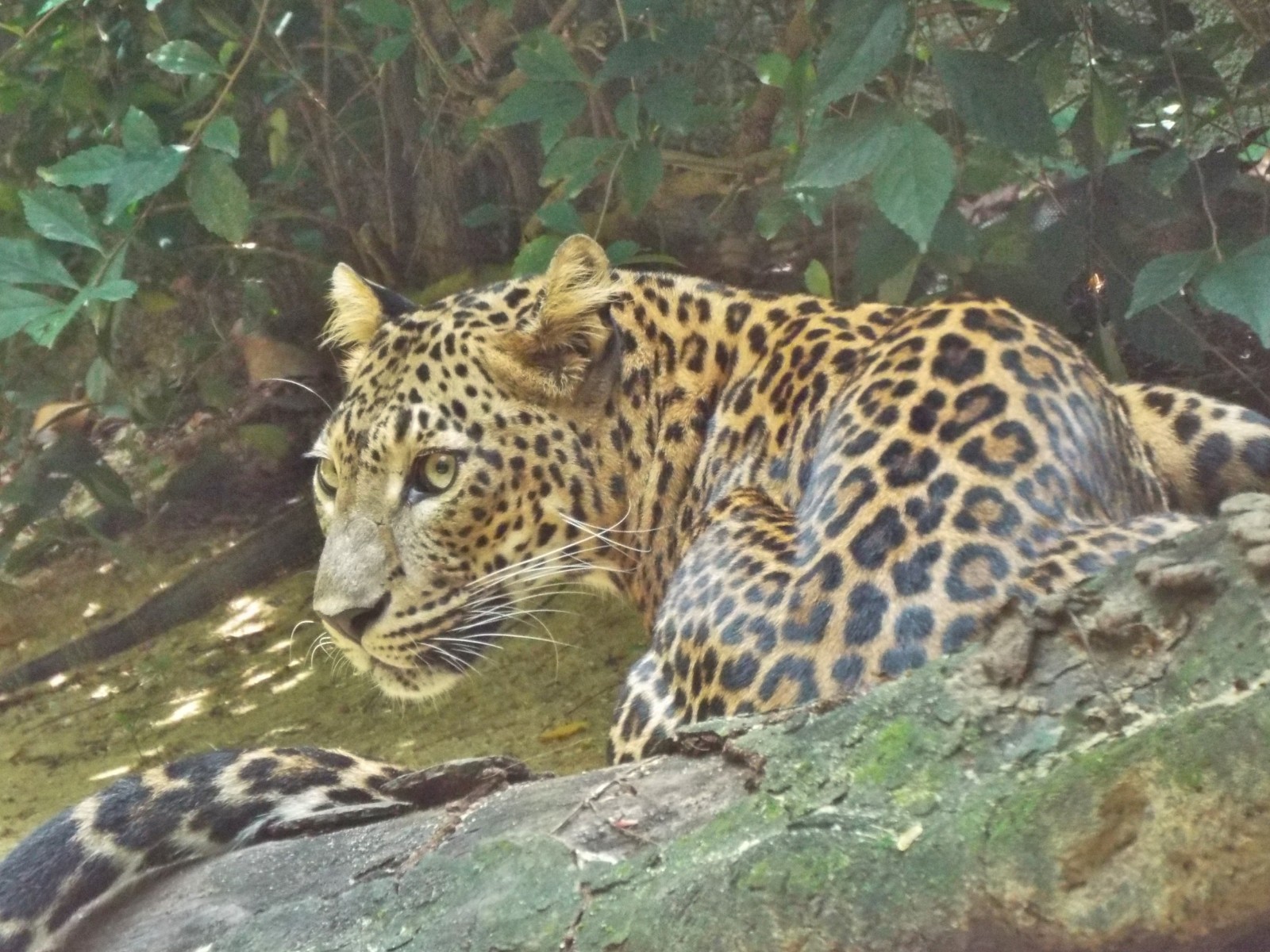 Alert leopard, Animal | Fur | Furry | Eye | Eyes | Hunter | Camouflage | Leopard | Cat