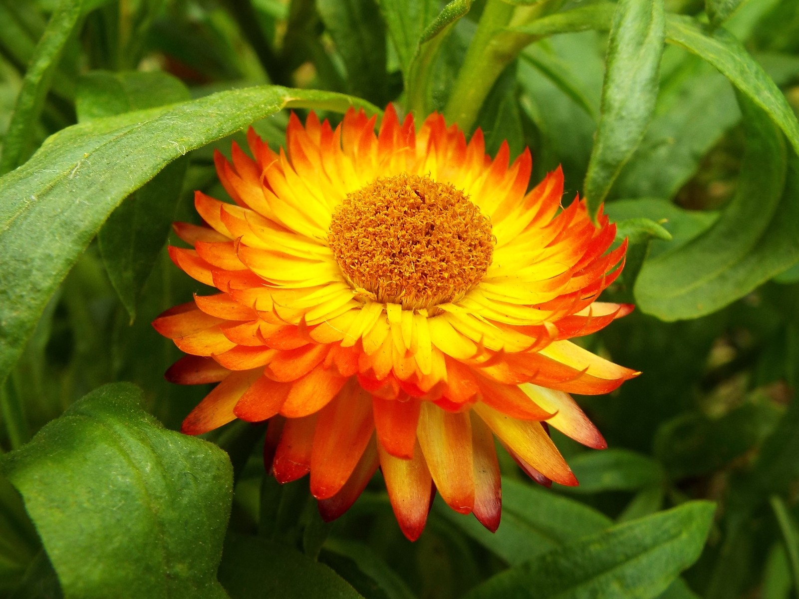 Orange daisy flower, Orange | Yellow | Flower | Flowers | Petal | Green | Leaf | Leaves | Garden | Nature | Scent | Scented