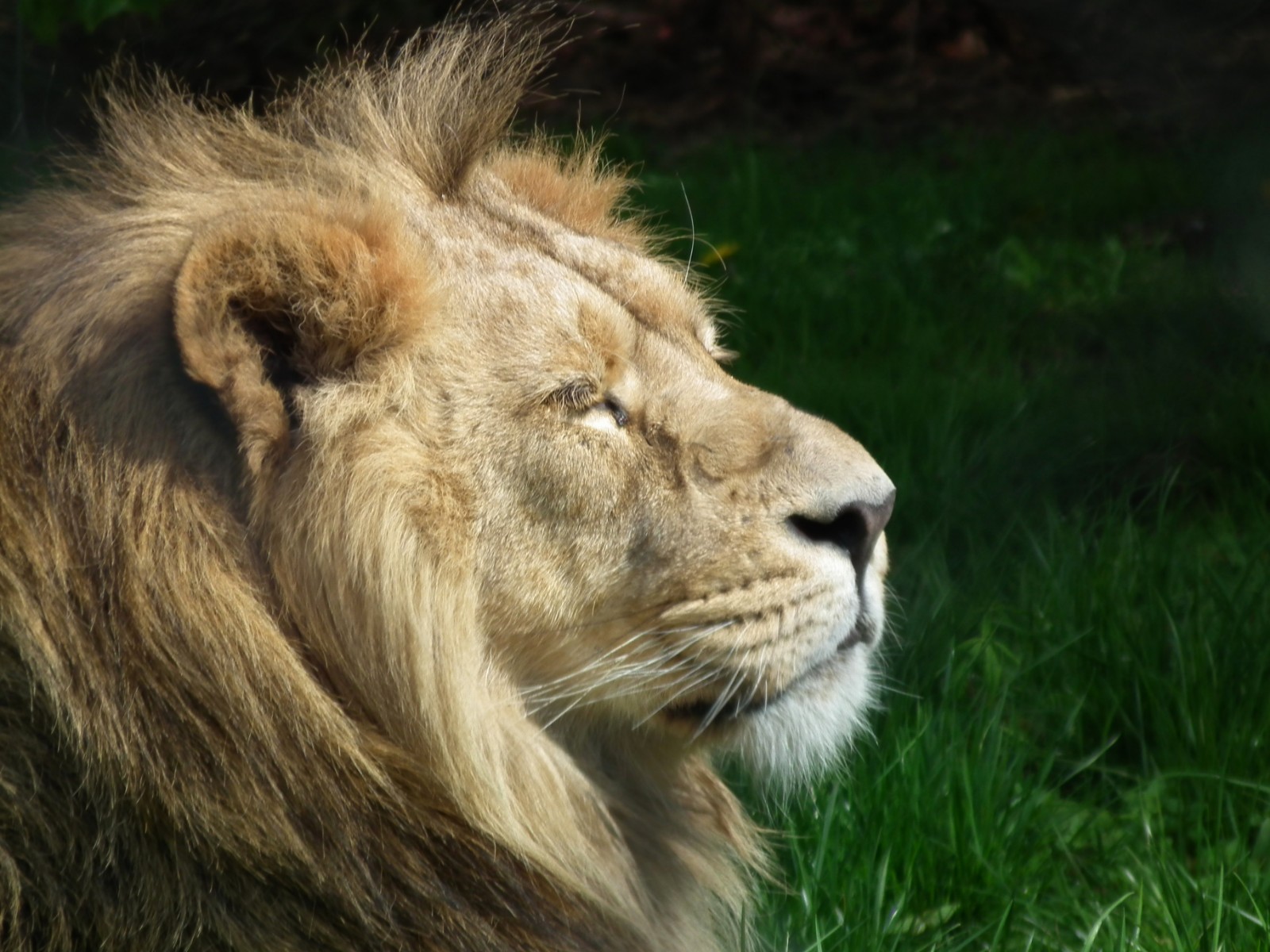 Sleeping lion, Lion | Animal | Fur | Furry | Nature | Wild | Wilderness | Wildlife | Male | Sleep | Hunter