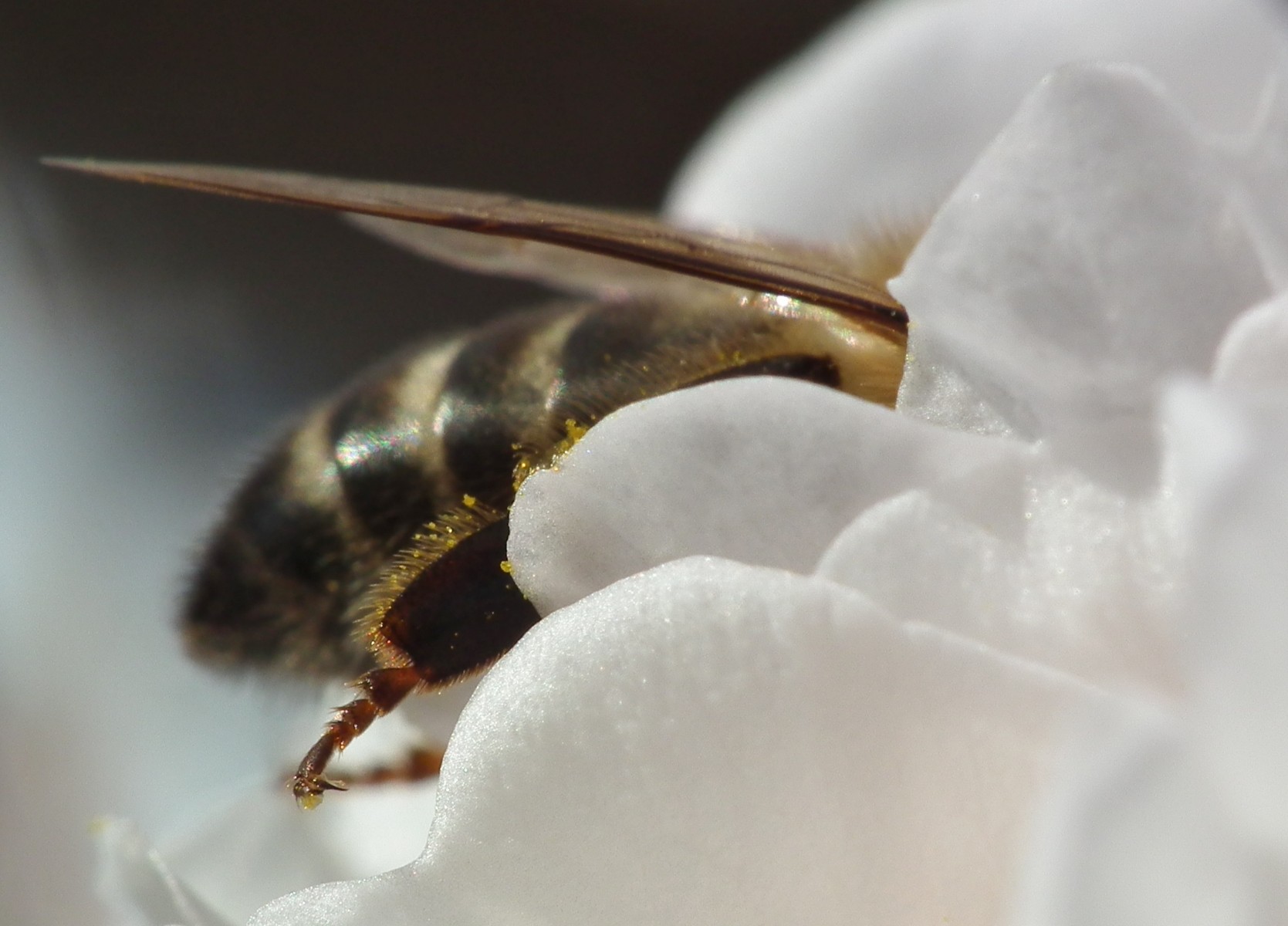 Head first, Bee | Pollen | Pollinator | Flower | Flowers | Macro | Insect | Brown | White | Wing | Winged | Garden | Summer