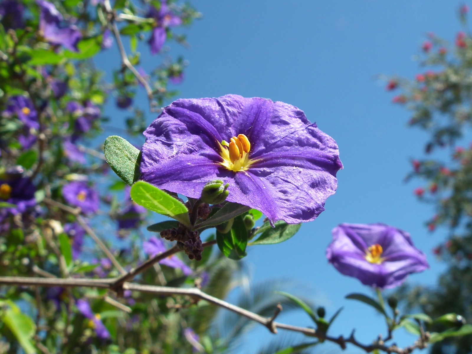 Paraguay nightshade flower, Night | Purple | Flower | Flowers | Green | Leaves | Tropical | Garden | Potato | Bush