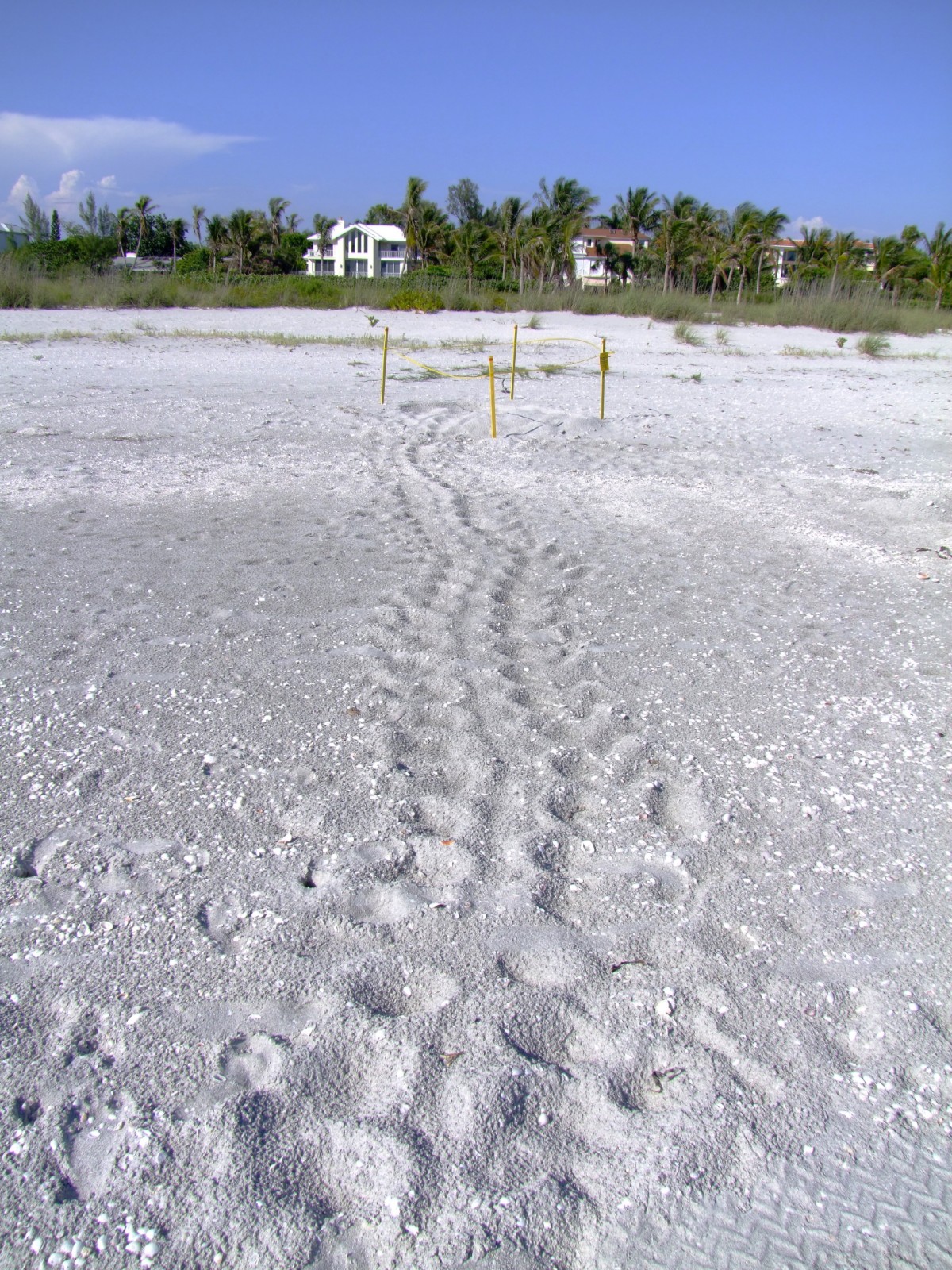 Sea turtle nest, Florida | Egg | Protection | Sea | Turtle | Sand | Beach | Ocean | Sanibel | Island | House | Building | Blue | Sky | USA