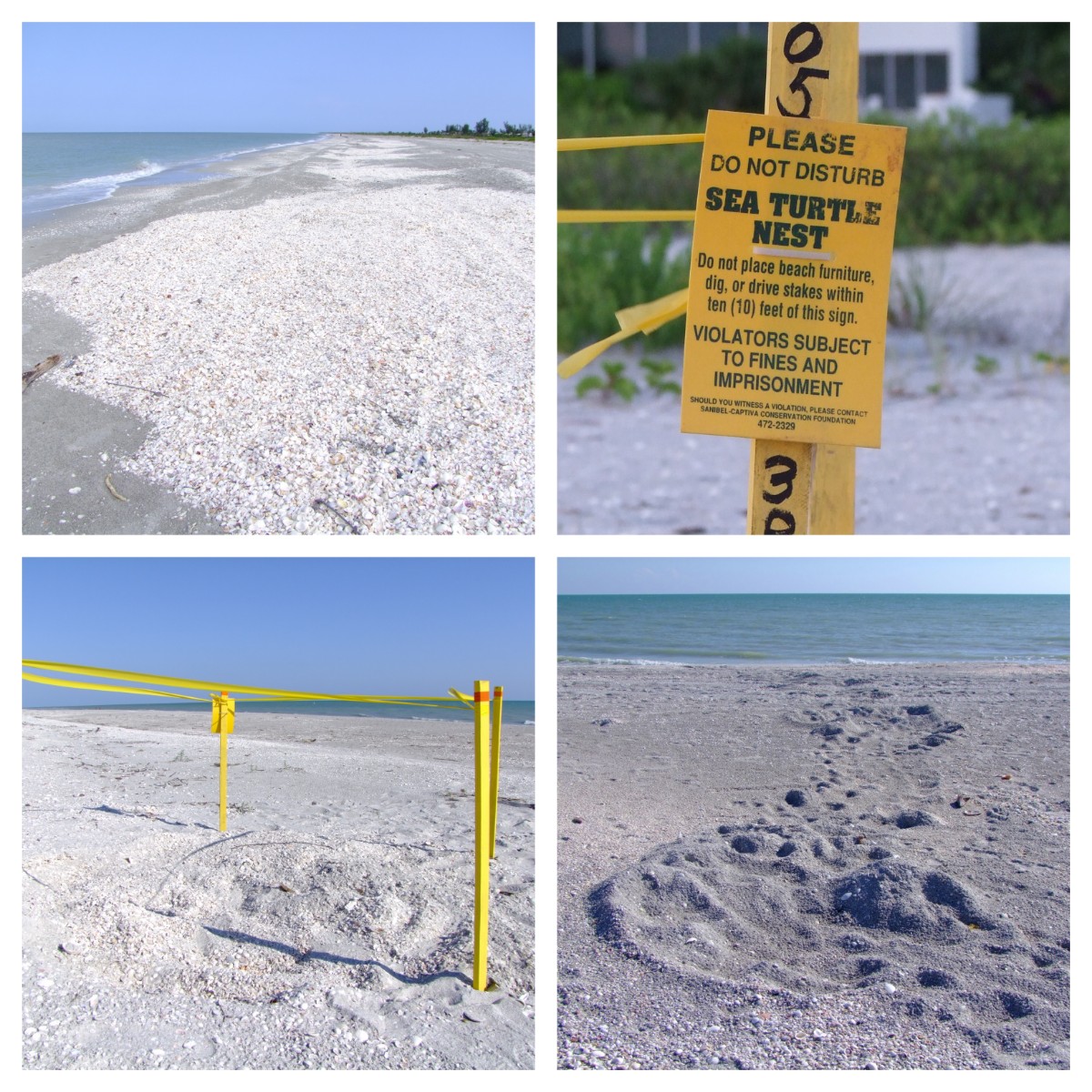 Protection zone of sea turtle, Sea | Turtle | Sand | Beach | Egg | Ocean | Sanibel | Wildlife | USA | Protection | Island | Amniotes | Reptile | Water