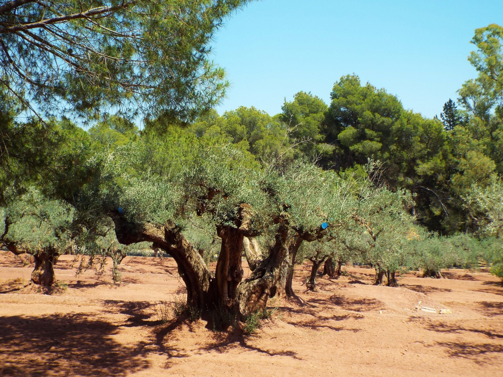Olive groves, Olive | Trees | Tree | Leaf | Leaves | Earth | Blue | Sky | Countryside | Farm | Food | Black | Orange | Shadow