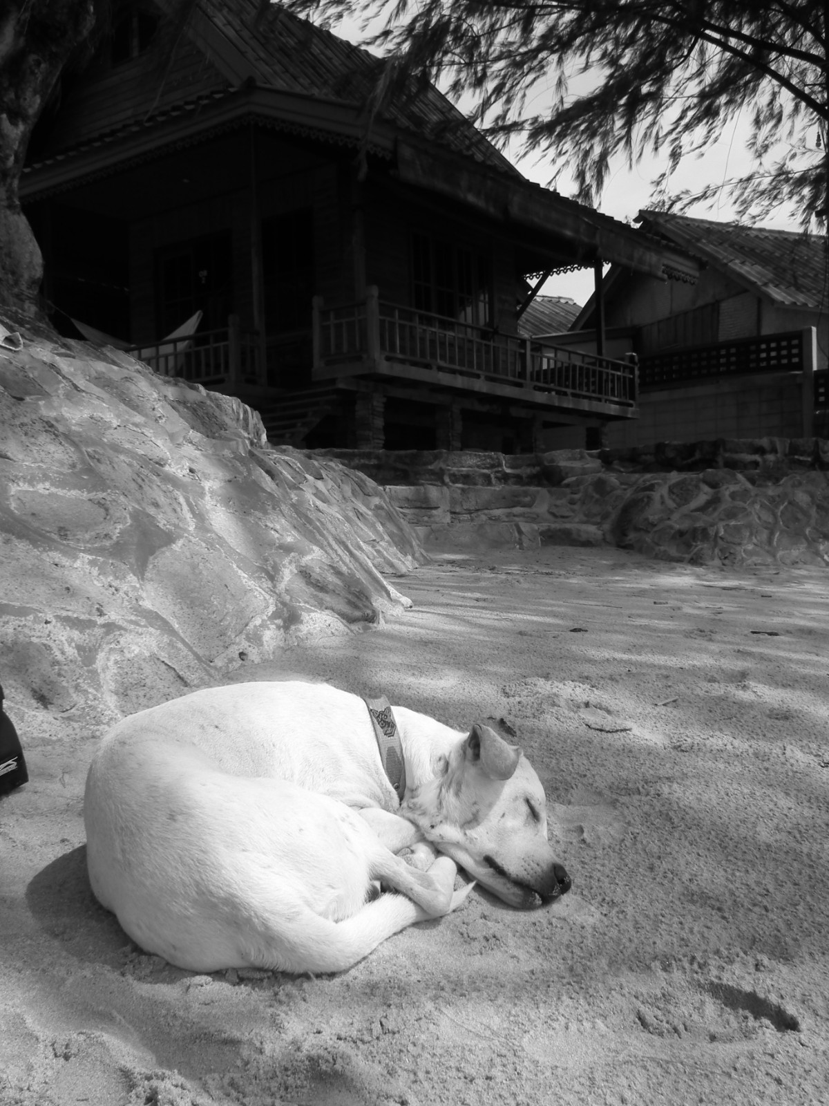 Sleeping dog, Animal | Dog | Sleep | Sleeping | Sand | Beach | Shade | Shadow | Black and White | Fur | Furry