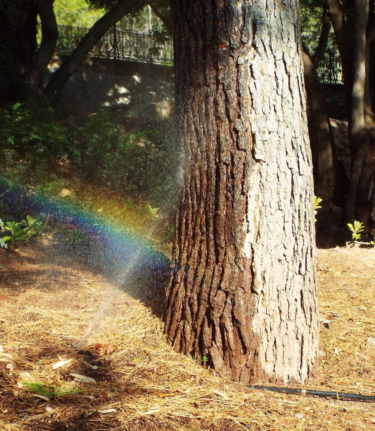 Refraction, Tree | Water | Waterfall | Colour | Rainbow | Forest | Ground | Pine | Plant