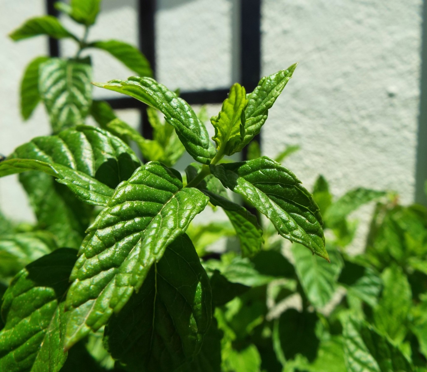 Fresh mint leaves, Mint | Green | Plant | Healthy | Macro | Edible | Garden | Fresh
