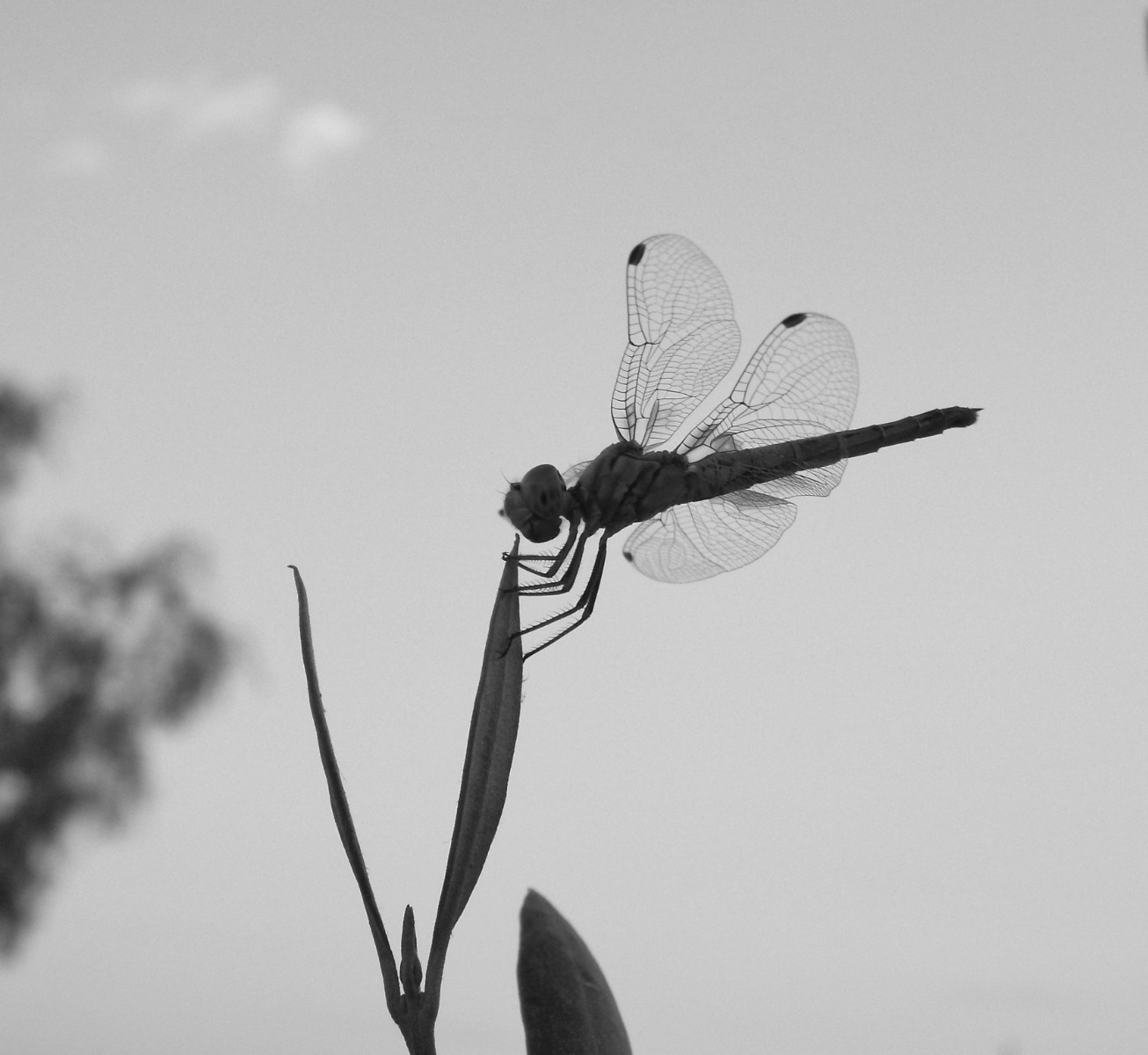 Stability, Dragon | Dragonfly | Black | Black and White | Wing | Winged | Insect | Nature | Fly | Plant
