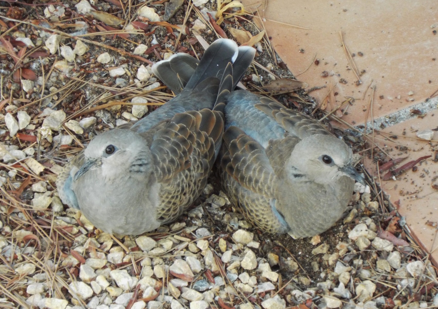 Young turtle doves, Turtle | Dove | Birds | Young | Family | Wing | Winged | Feather | Eye | Eyes | Ground
