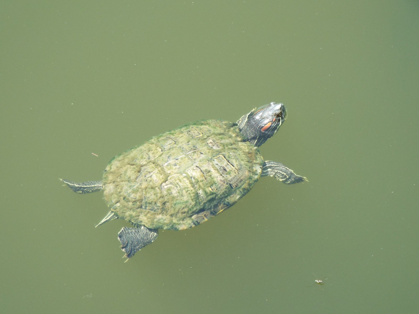 Floating Turtle