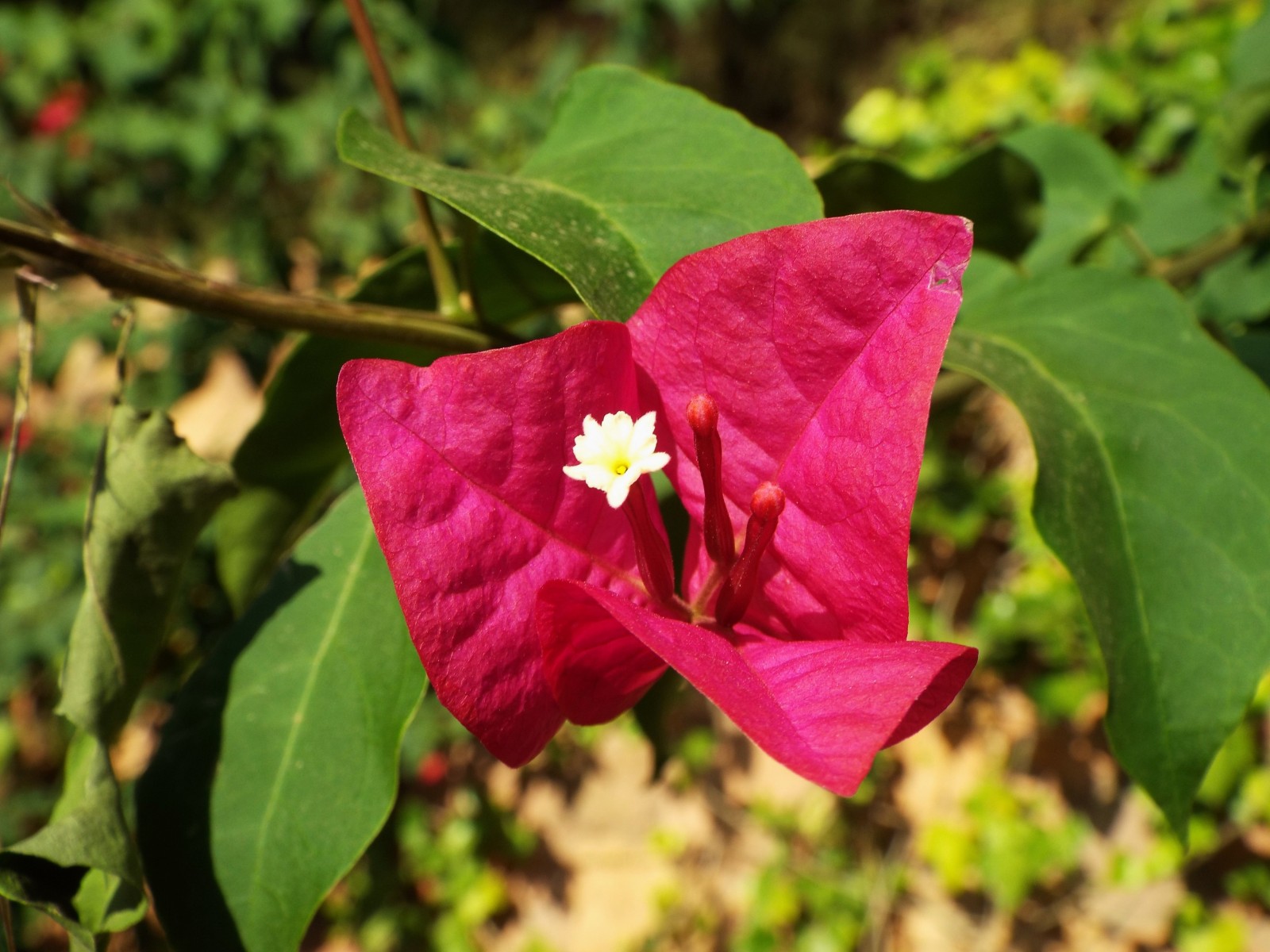 Bougainvillea flower, Bougainvillea | Pink | Flower | Flowers | Macro | Green | Leaf | Leaves | Mediterranean | Garden