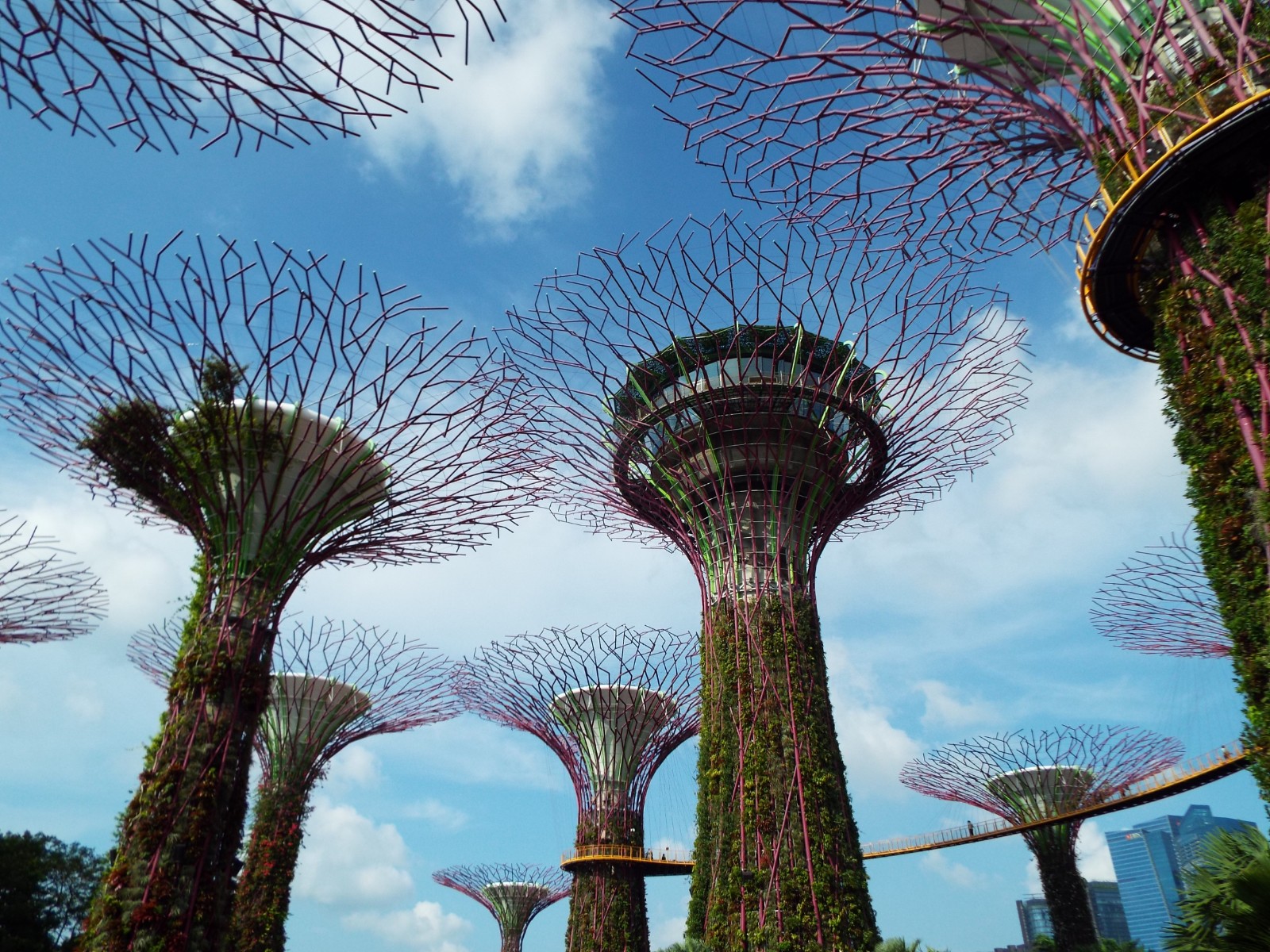 Supertree grove, Tree | Plant | Green | Architecture | Bridge | City | Sky | Singapore | People | Shade | Shadow | Sun | Sunlight | Sunshade