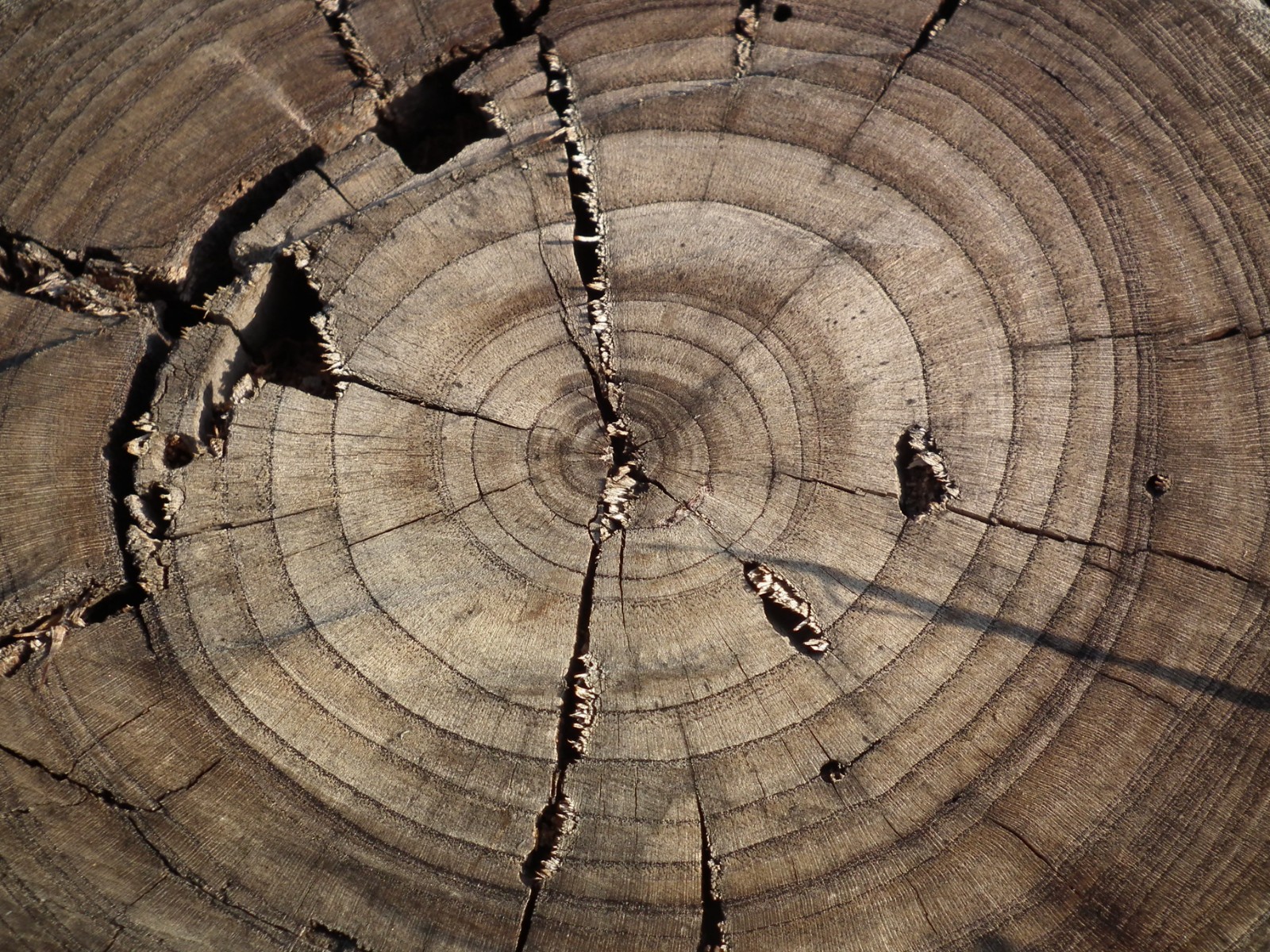 Tree rings, Tree | Wood | Forest | Ring | Circle | Material | Macro