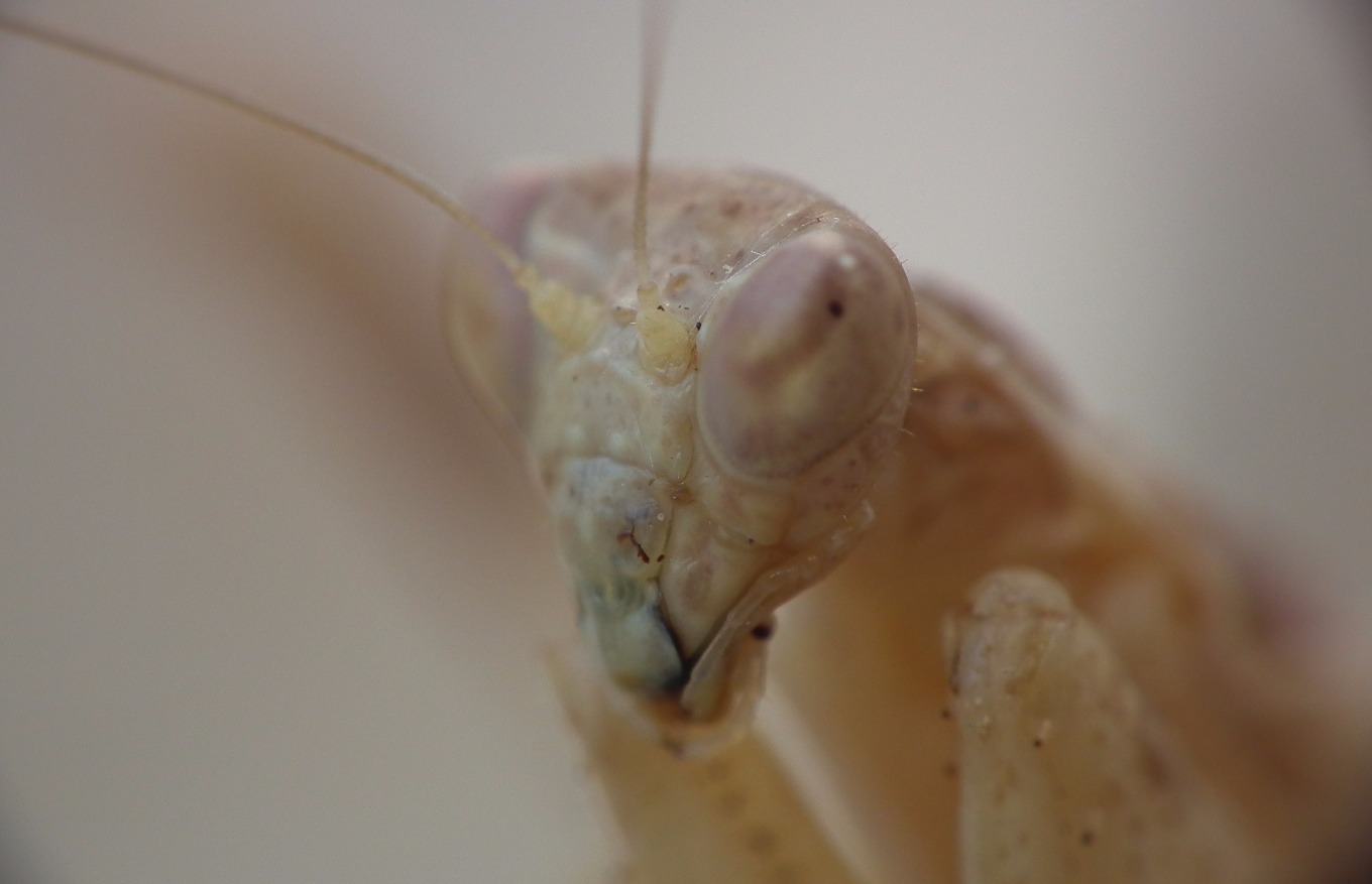 Praying Mantis - Insects, Arachnids, Reptiles & Amphibians, Insect | Macro | Eyes | Lens