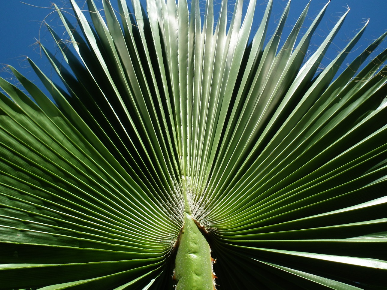 Chinese windmill Palm Leaf