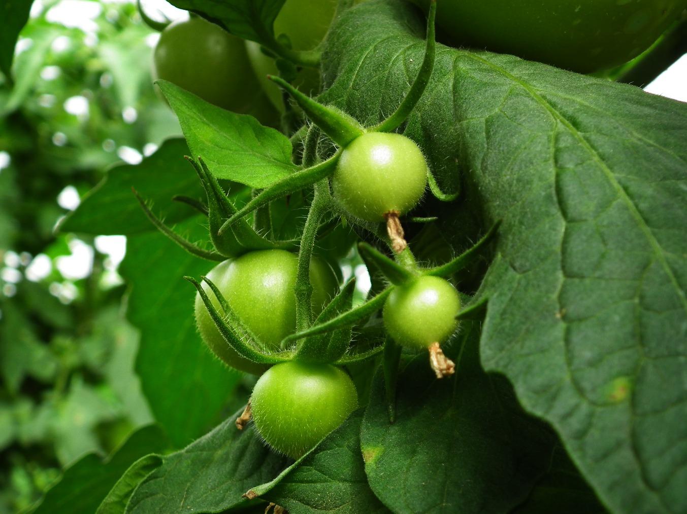 Tomatoes, Garden | Green | Vine | Tomato | Plant | Leaf | Leaves | Hair | Edible