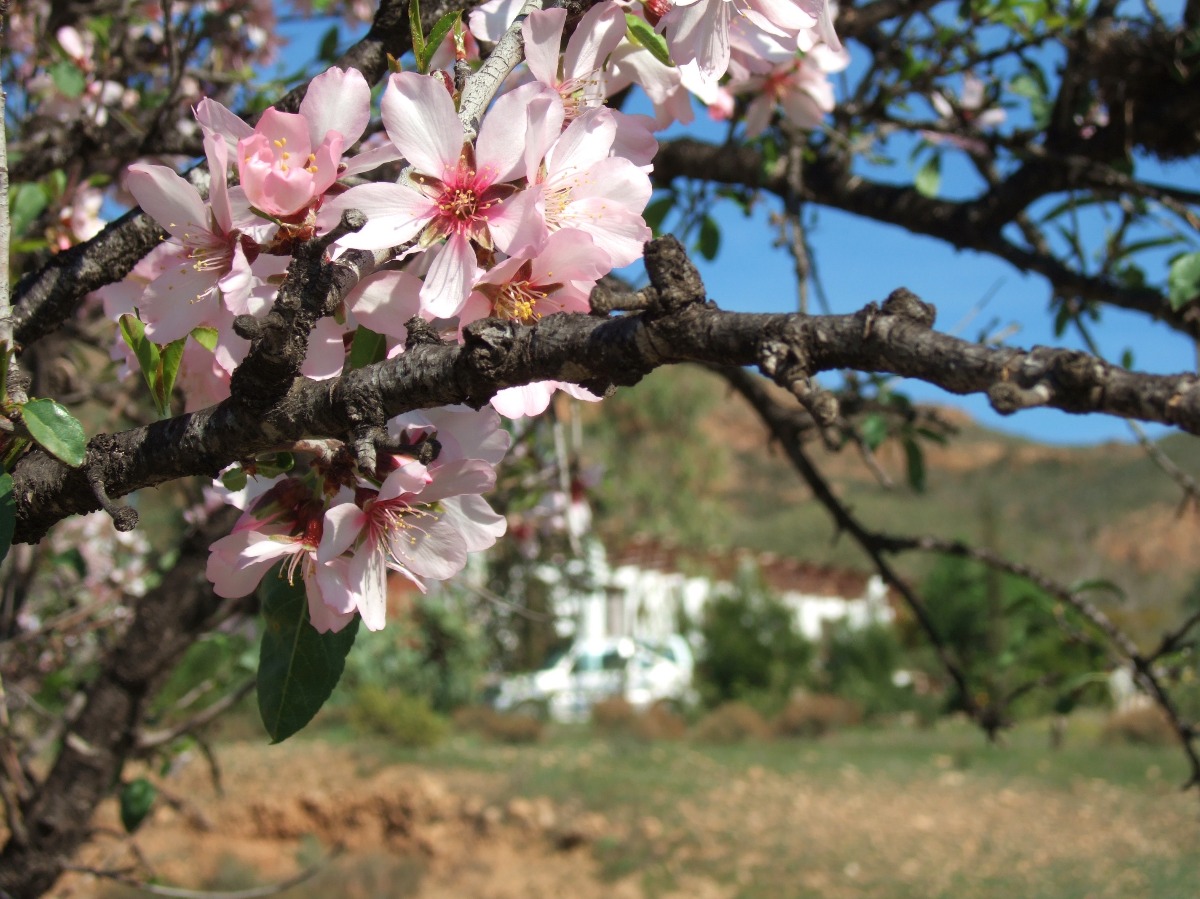 Almond Blossom, Almond | Garden | Flower | Flowers | Spain | Blue | Sky | Tree | Pink | White | Spring