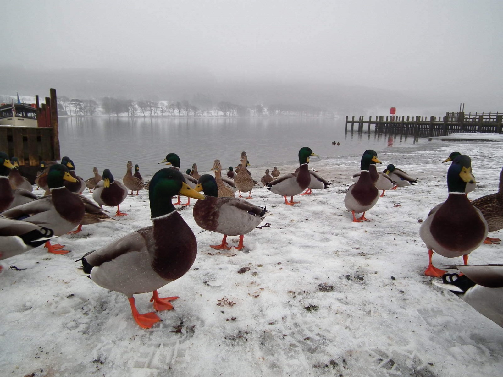 Mallards, Coniston Water, Bird | Water | Snow | Winter | Ice | Ducks