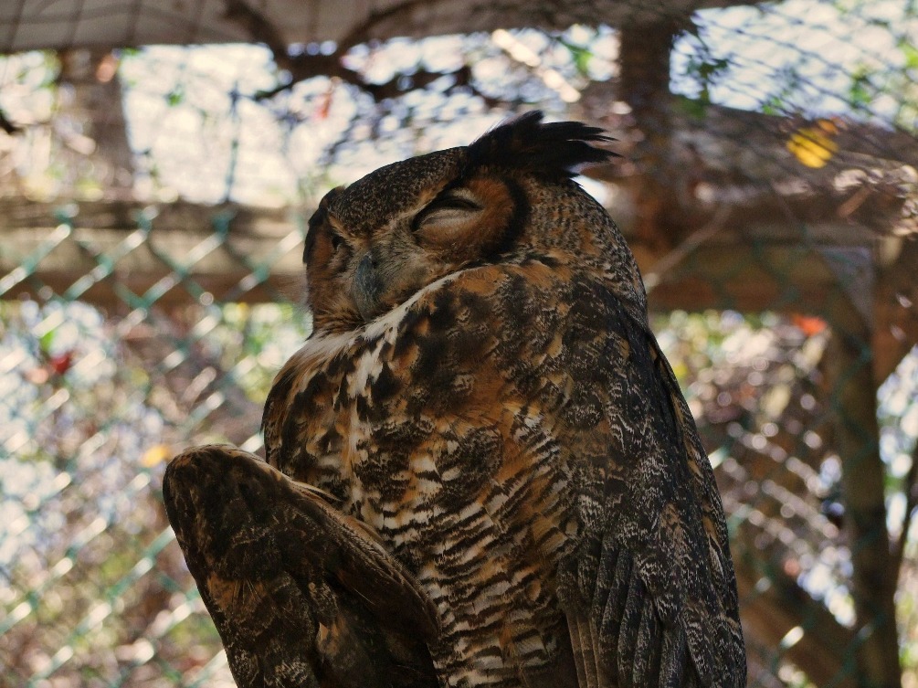 Sleeping Owl, Bird | Owl | Sleep | Feather | Florida