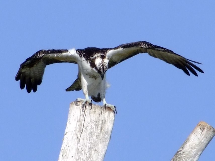 Osprey, Bird | Water | Florida | Ocean