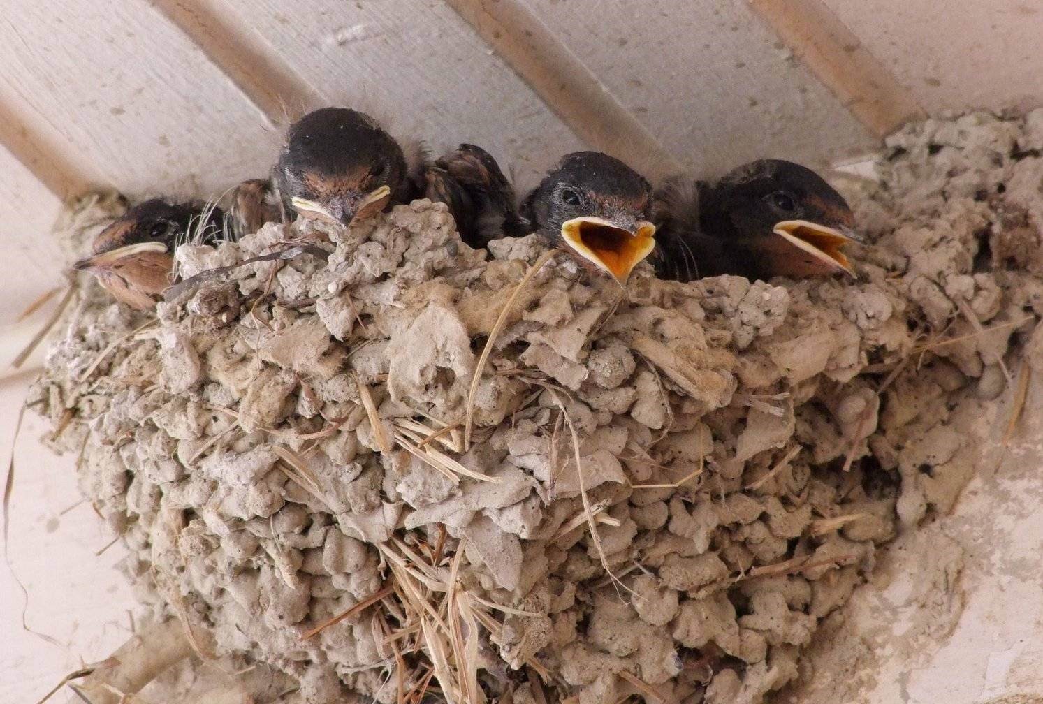 Baby Swallows, Europe | Bird | Baby | Fly | Nest