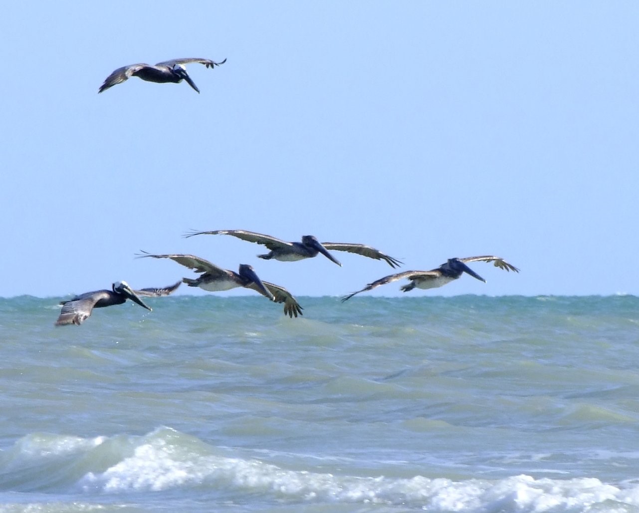 Pelicans In Flight, Bird | Fly | Pelican | Florida | Brown | Sea