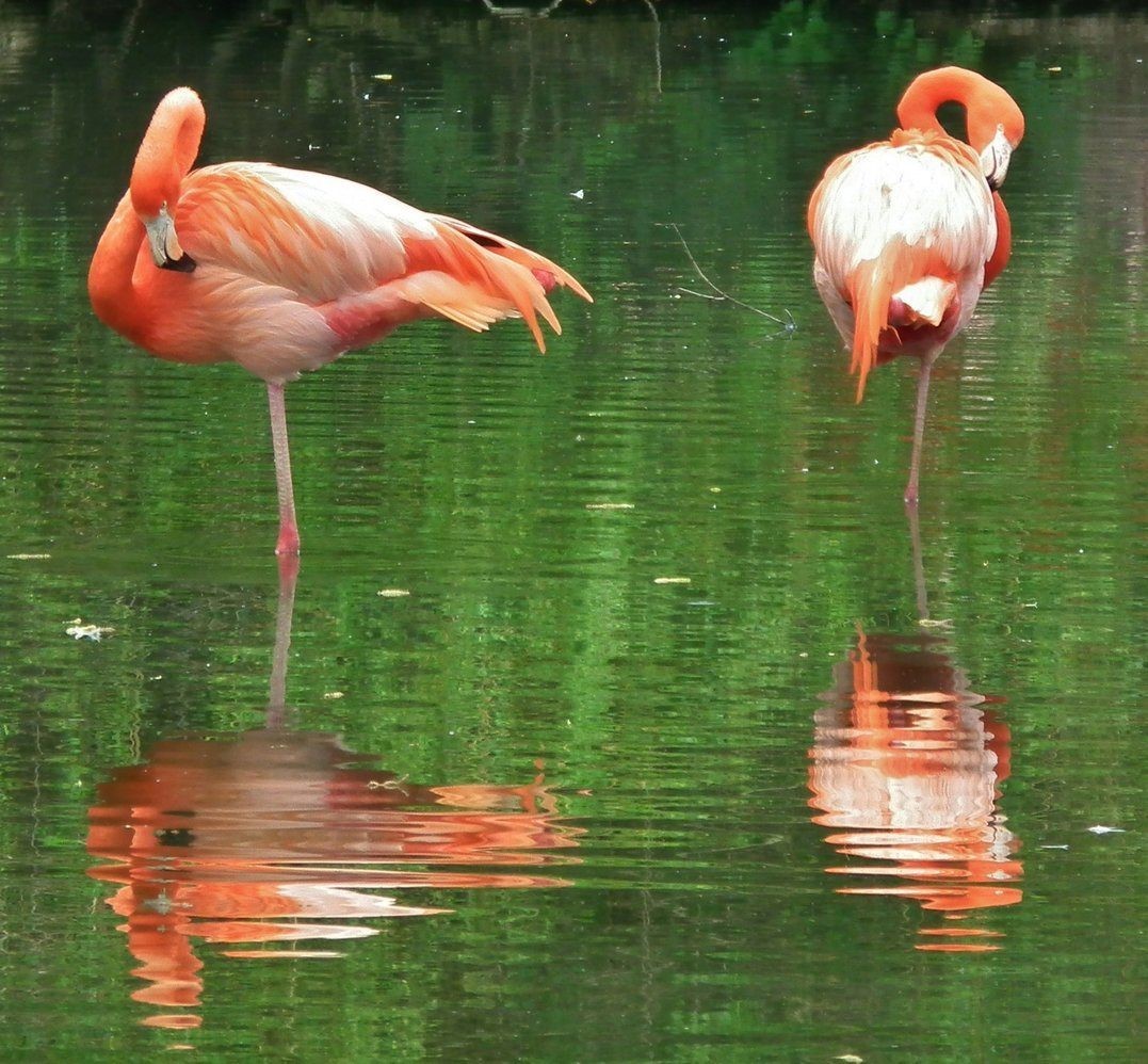 Caribbean Orange Flamingo, Bird | Orange | Flamingo | American | Water | Winged